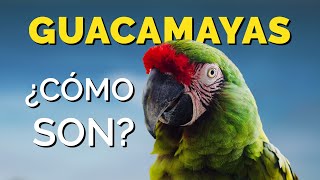 GUACAMAYAS  Qué Comen y Cómo son 🦜🦜 [upl. by Sucram]