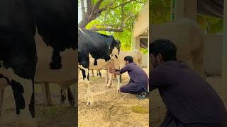 Mastitis treatment new cow amazingcattlefarm farmanimals animals animals animaldisease anima [upl. by Llenaj341]