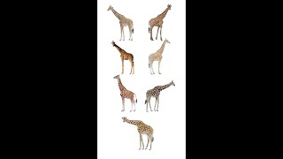 🦒 Types Of Giraffe  Giraffe Species In English Language  Learn Giraffe Types [upl. by Eelatsyrc91]