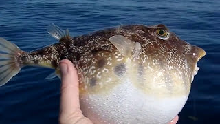 Pufferfish Puffed [upl. by Yrome]