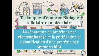 Fiches techniques  Electrophorèse de protéines et Western Blot [upl. by Hawthorn]