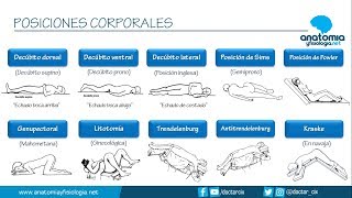 POSICIONES CORPORALES  Resúmenes de Anatomía y Fisiología [upl. by Tnomel]