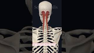 Semispinalis capitis 3d 3danimation anatomy viral viralshorts shorts muscleaction [upl. by Eidorb574]