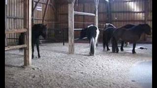 Active Stable for Natural Horse Management [upl. by Woolley]