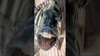 This Fish Has Teeth  Sheepshead shots [upl. by Samala]