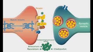 Autonomic Nervous system animation Neuromuscular Junction Blockers [upl. by Hamnet184]