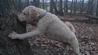 Adventures of Farfel the Goldendoodle [upl. by Kehoe]