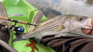 Testing New Lamiglas Rod on Striped Bass [upl. by Iman806]