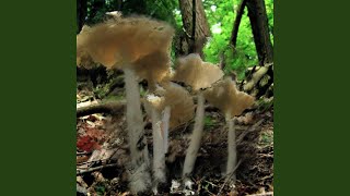 Amanita bisporigera feat Wireless Location [upl. by Nnylirehs]