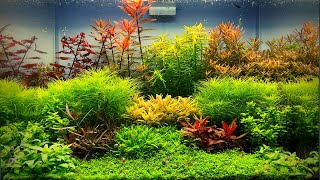 Day 80  Dutch Style Planted Aquarium  Dutch Style Aquascape [upl. by Sammons661]