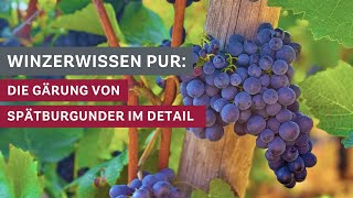 Winzerwissen Die Gärung des Spätburgunders im Detail 🍇🍷 [upl. by Bollinger]