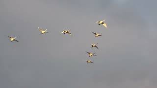 Whooper Swans in Finland [upl. by Nostets]