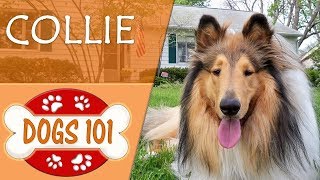 Dogs 101  COLLIE  Top Dog Facts About the COLLIE [upl. by Assilev340]