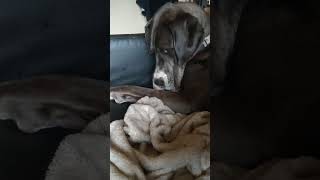 Frolic The Merle Great Dane Trims Her Own Nails greatdanesunlimited dog dogbreed [upl. by Ydnas]