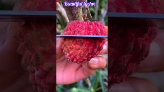 Beautiful lychee  Amazingly delicious lychee fruit 🍓🍓shorts nature [upl. by Wesa]