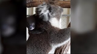 Baby koala reunited with mom [upl. by Nirb156]