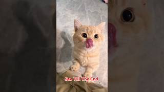 Funny Cats Part 18 shorts funny cats [upl. by Buyers730]