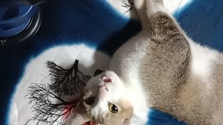 ASMR With Cat 😺 [upl. by Shultz]