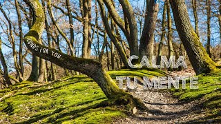 🌳PIANO ALEGRE en el BOSQUE y SONIDO DE AGUA y PÁJAROS💦 MÚSICA RELAJANTE para Calmar tu Mente Dormir [upl. by Medarda]