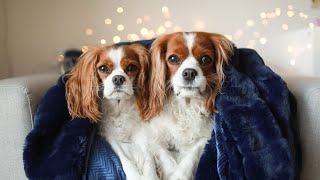 WHAT ITS LIKE TO HAVE TWO DOGS  Cavalier King Charles Spaniel [upl. by Sixel]