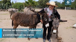 “Burrolandia” busca conservación de burros ante alerta de peligro de extinción [upl. by Adnohsat535]