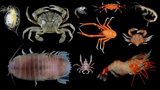 Facts Crustaceans [upl. by Mullins253]