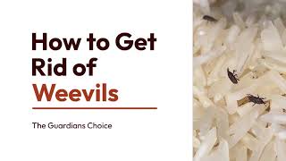 Weevil Woes Learn How to Get Rid of Weevils Effectively  The Guardians Choice [upl. by Myrlene]