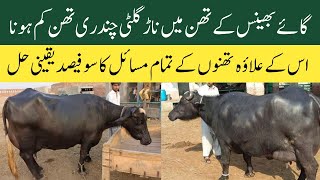 Janwaron k thano k sub masail ka best ilaj  Dairy Farming in Pakistan [upl. by Schaffer]