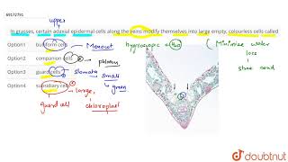 In grasses certain adaxial epidermal cells along the veins modify themselves [upl. by Imotas]