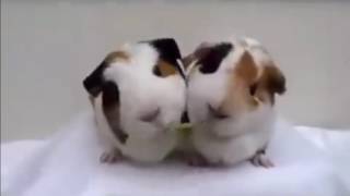 2 Hamsters Eating 1 Food FUNNY [upl. by Hsotnas]