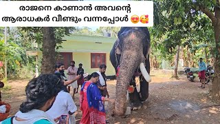 Pambadi Rajan🥰 രാജനാനയും ആരാധകരും പാർക്കാടിയിൽ  ചെന്താര അഞ്ഞൂർകുന്ന്  Parkkadi Pooram 2024 [upl. by Acile987]