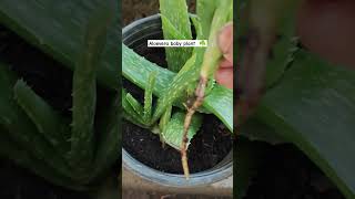 Aloevera plant baby plant separation [upl. by Sivle]