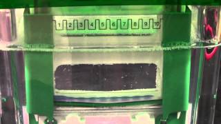 SDSPAGE Gel Electrophoresis [upl. by Arahahs]