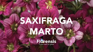 Florensis Saxifraga Marto [upl. by Aved]