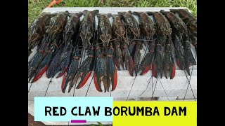 HOW TO CATCH RED CLAW BORUMBA DAM CATCHING RED CLAW IN QUEENSLAND YABBIES FISHING AUSTRALIA REDCLAW [upl. by Docilla]