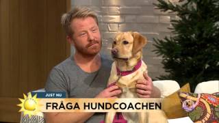 quotMin hund biter när jag klapparquot  Nyhetsmorgon TV4 [upl. by Halette682]