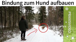 Bindung zum Hund aufbauen ➡️ Praxisvideo ✔️ [upl. by Dasa]