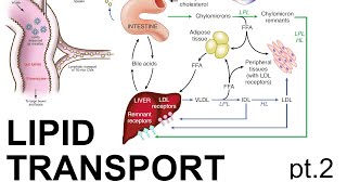 Lipid Transport pt 2 [upl. by Raimundo]