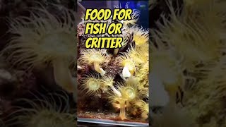 Aiptasia Farm Fish Sanctuary or Predator Habitat [upl. by Gnah992]