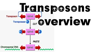 Transposons overview [upl. by Purvis]