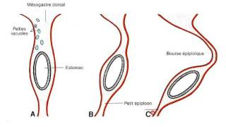 embryologie du tube digestif partie 2 [upl. by Girand]