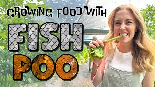 How to grow Fish POO Salad  Aquaponics for Kids  Maddie Moate [upl. by Deeyn]