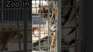 A small zoo in Malta is located in Montekristo Estate close to the airport travel malta [upl. by Fitzger]