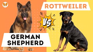 German Shepherd VS Rottweiler The Definitive Guide [upl. by Eivlys163]