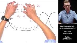 Protein Synthesis Part 1 of 2  Transcription [upl. by Gilliette884]