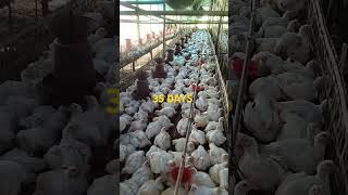 broilerpoultryfarm  poultryfarming  dimbefarming [upl. by Fan]