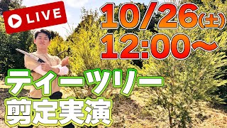 【LIVE】ティーツリーは地植えするとこうなるから覚えておきましょう！ [upl. by Molohs]