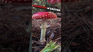 CZY PUKANIE W GRZYBA DAJE GWARANCJĘ ŻE GRZYB NIE JEST TRUJĄCY⁉️😱🍄 [upl. by Eyoj534]