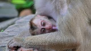 BreakingHeart Mommy Monkey Libby So TiredBaby Monkey Leo [upl. by Ulrich]