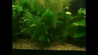 Freshwater planted aquarium amazon biotope 120 litre 30 gallons [upl. by Alin]